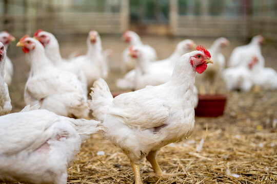 ayam broiler
