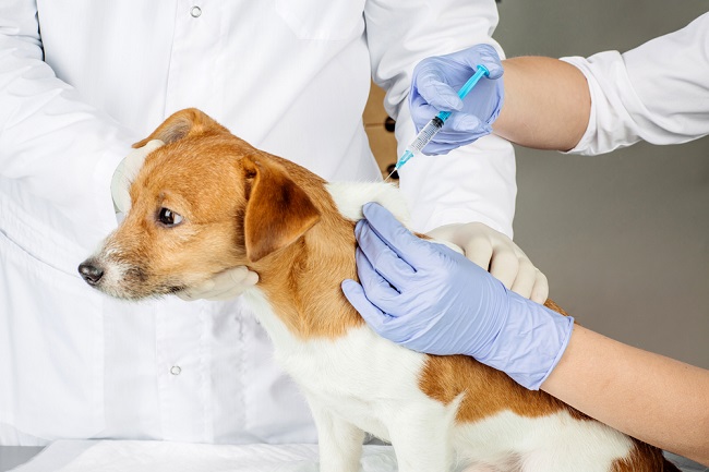 vaksin anjing berapa lama sekali