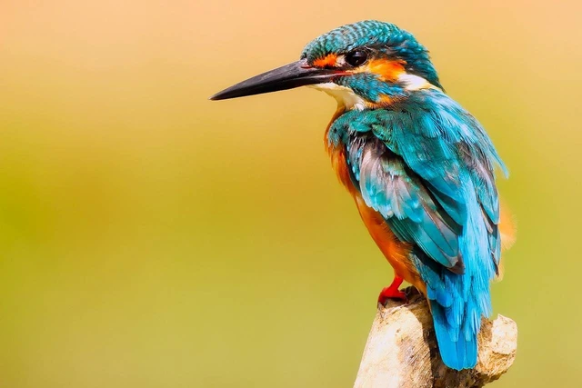 burung peliharaan rontok bulu