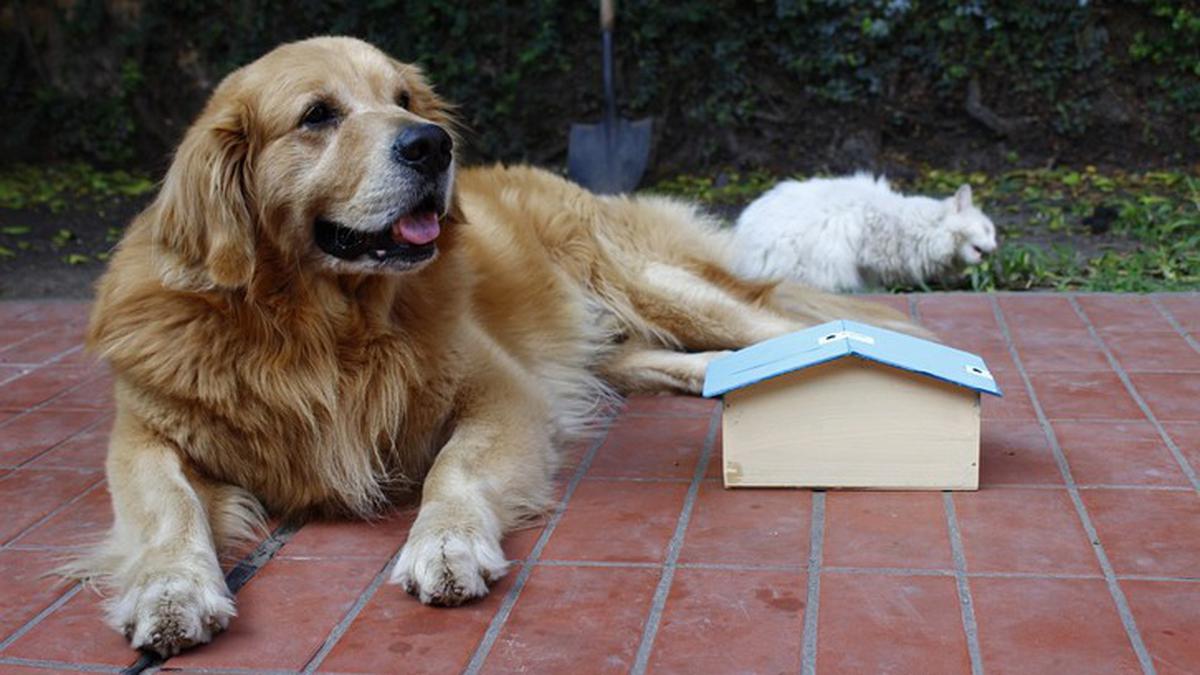 anjing deteksi kanker