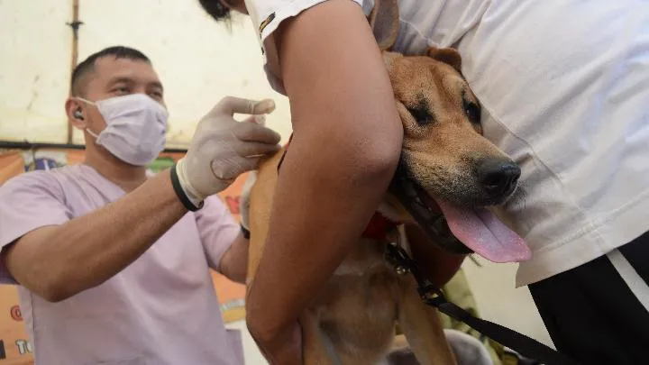 dokter hewan gangguan perilaku anjing