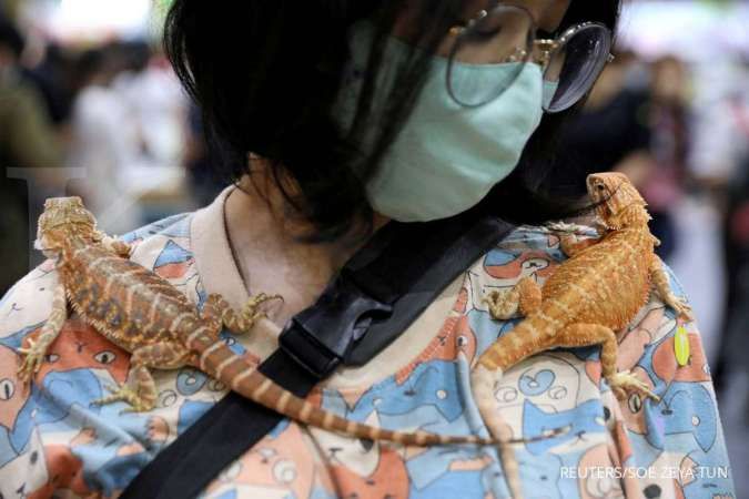 merawat reptil peliharaan