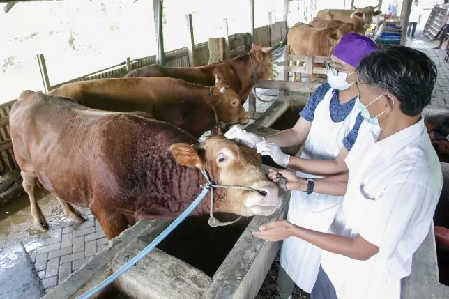 dokter hewan dan dokter hewan ternak