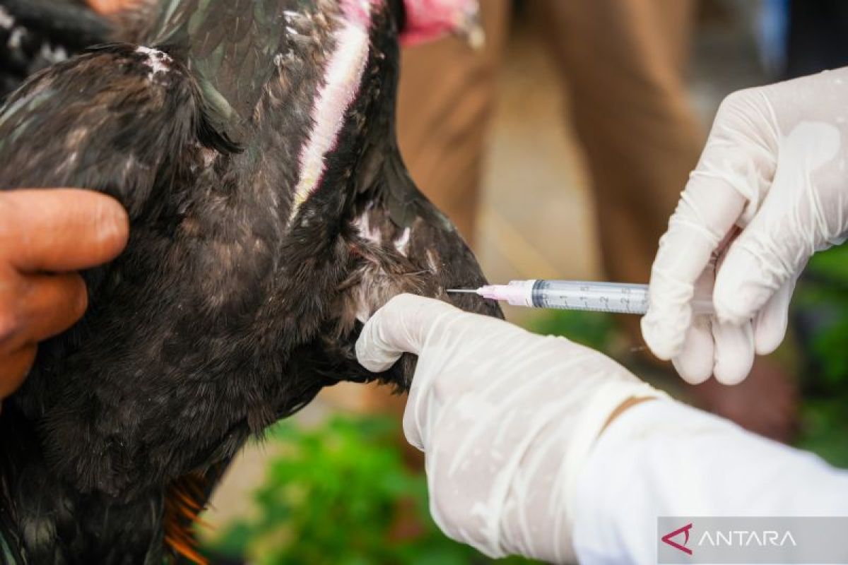vaksinasi massal ayam dan bebek