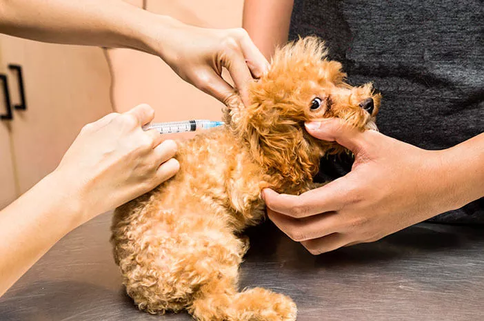 kapan anak anjing dan anak kucing harus divaksin