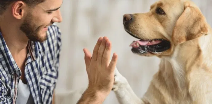 bahasa tubuh anjing