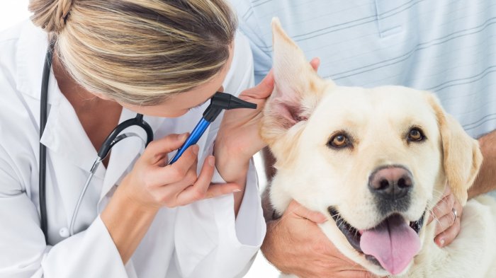hewan peliharaan takut ke dokter hewan