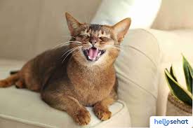 kucing terus mengeong