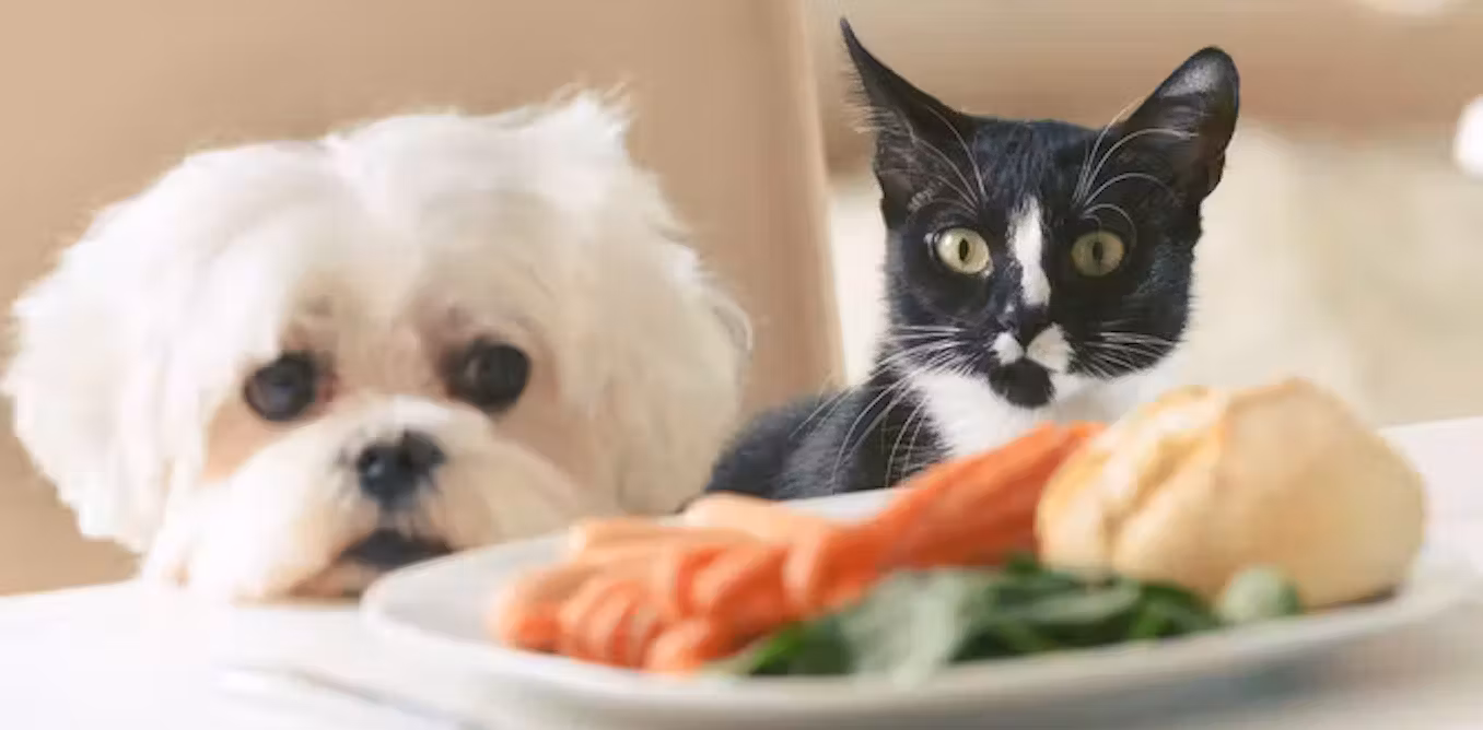 pemeriksaan kesehatan kucing dan anjing