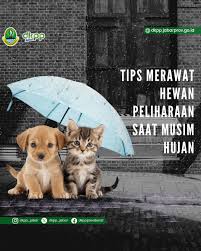 merawat hewan peliharaan saat musim hujan