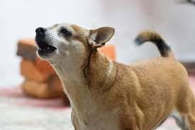 anjing sering menggonggong tanpa alasan