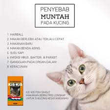 penyebab kucing sering muntah
