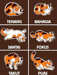 bahasa tubuh kucing