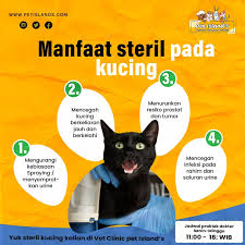 manfaat sterilisasi kucing