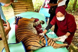 dokter hewan yang menyelamatkan satwa liar
