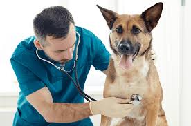 pemeriksaan rutin ke dokter hewan