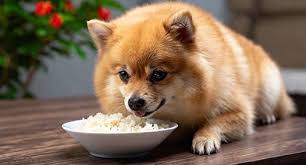 apakah anjing boleh makan nasi