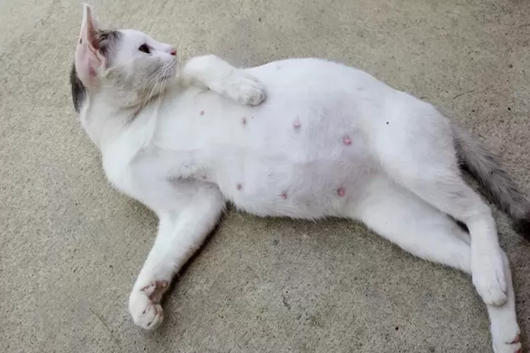 membedakan kucing hamil dan kucing gemuk