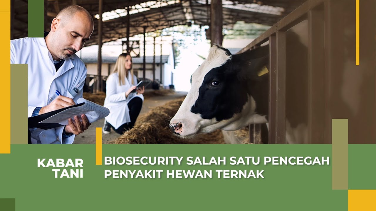 pentingnya biosekuriti di peternakan