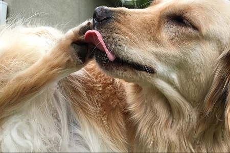 anjing sering menjilat tubuh sendiri