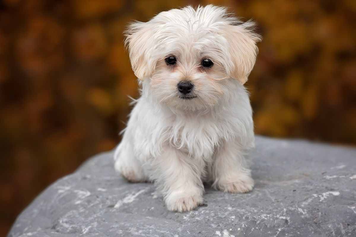 10 Ras Anjing Kecil yang Cocok Jadi Teman Anak di Rumah